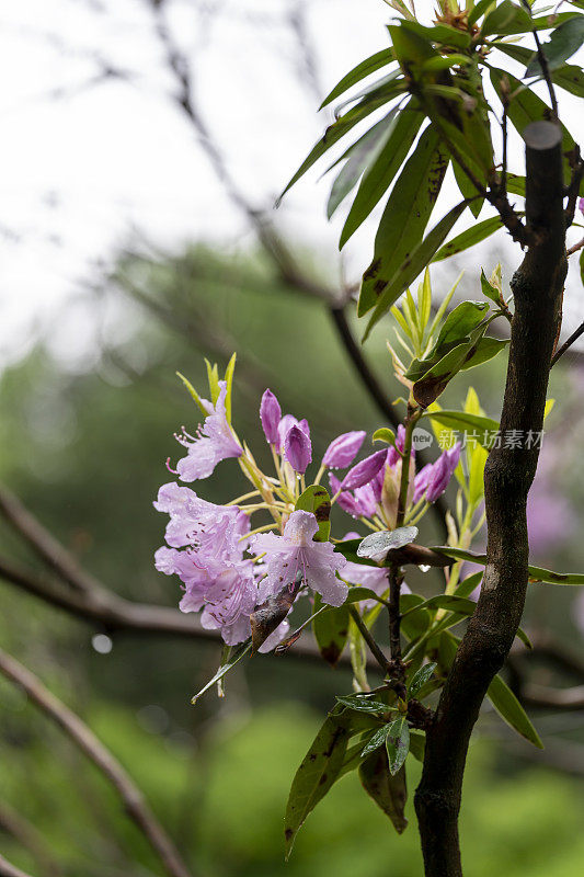 杜鹃花