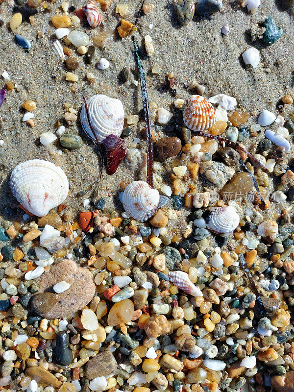 鹅卵石和贝壳