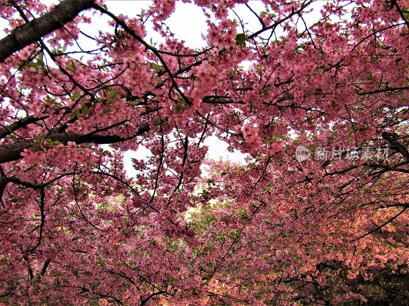 日本。3月。梅花盛开。的印象。