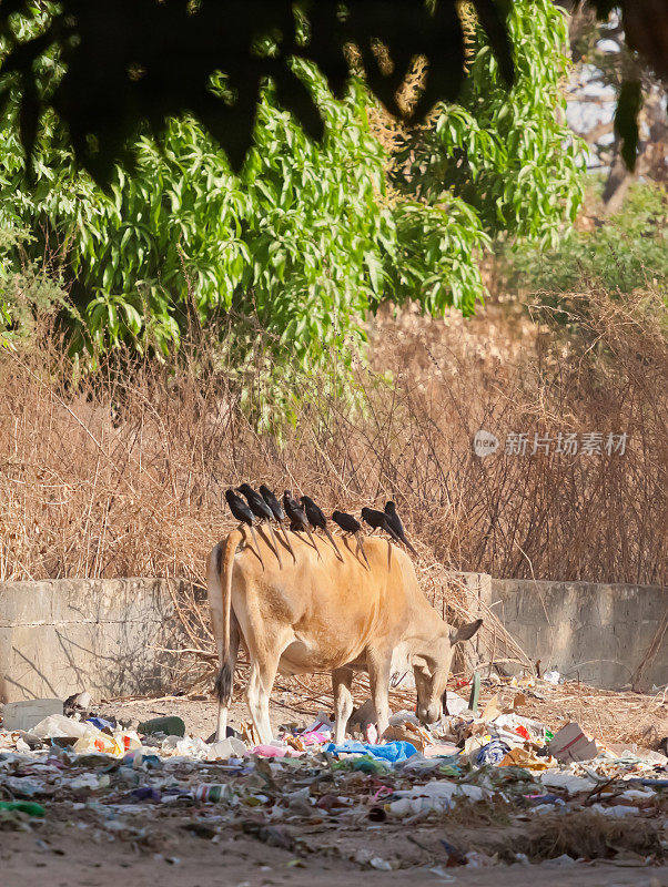 非洲冈比亚N'Dama牛的背上的PiaPiac鸟正在吃垃圾