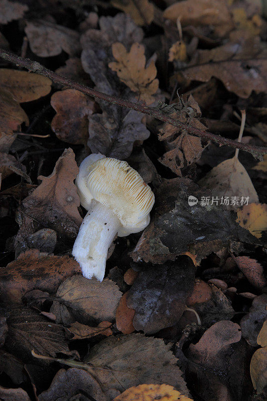 蘑菇和腮