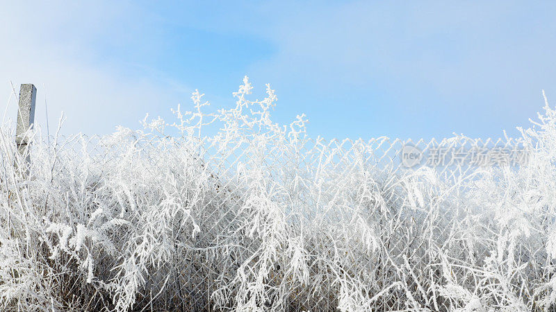 晴朗的冬季天空和覆盖着霜雪的植物和栅栏-冬日景观