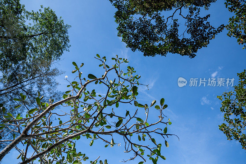 夏天森林里的树梢;从森林地面往上看的库存照片