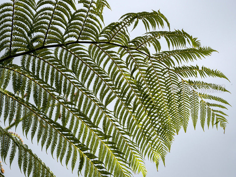 新西兰蕨类植物的叶子