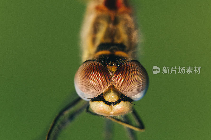 蜻蜓极端特写