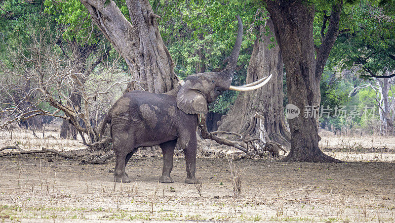 津巴布韦的非洲象(Loxodonta)