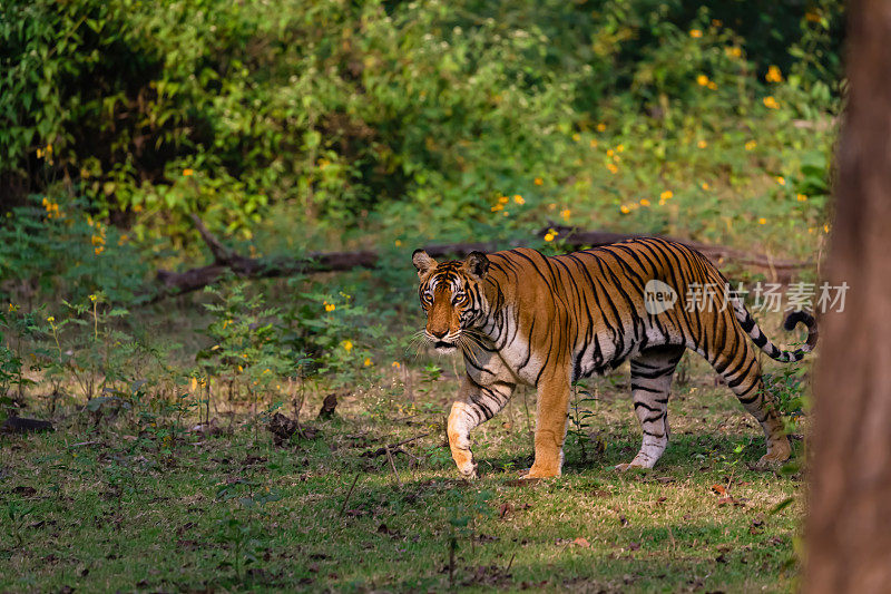 一只老虎在树林里行走