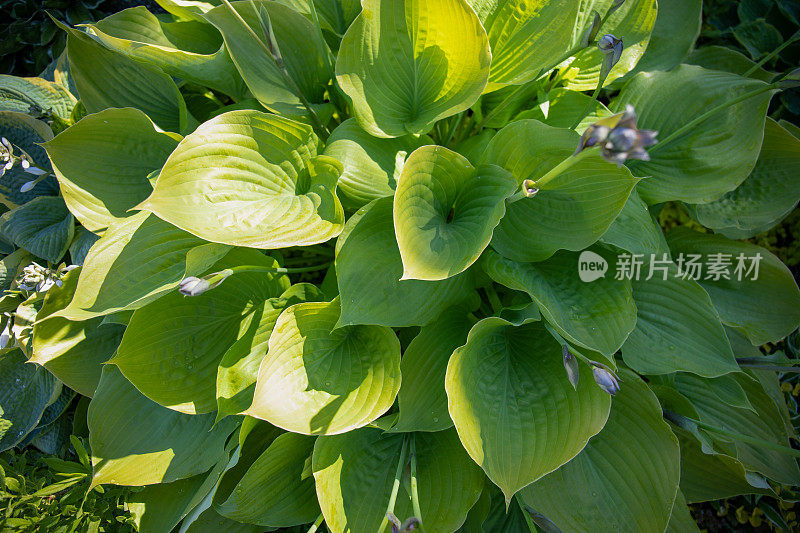 近距离的叶子植物，在草甸