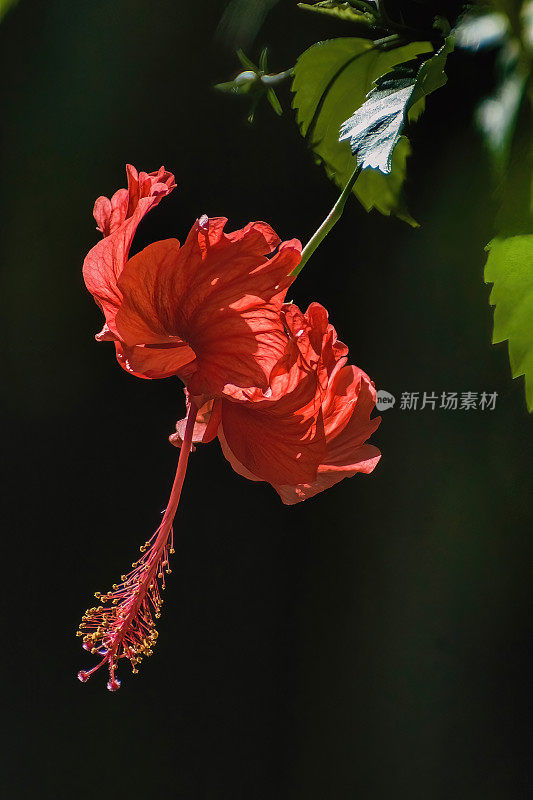 阳光下的芙蓉花真美。