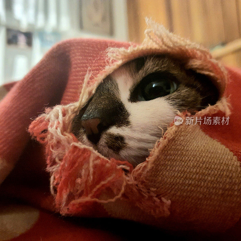 沉睡的猫