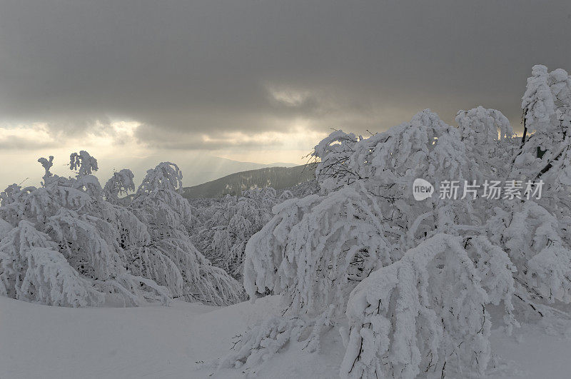 冬天和雪