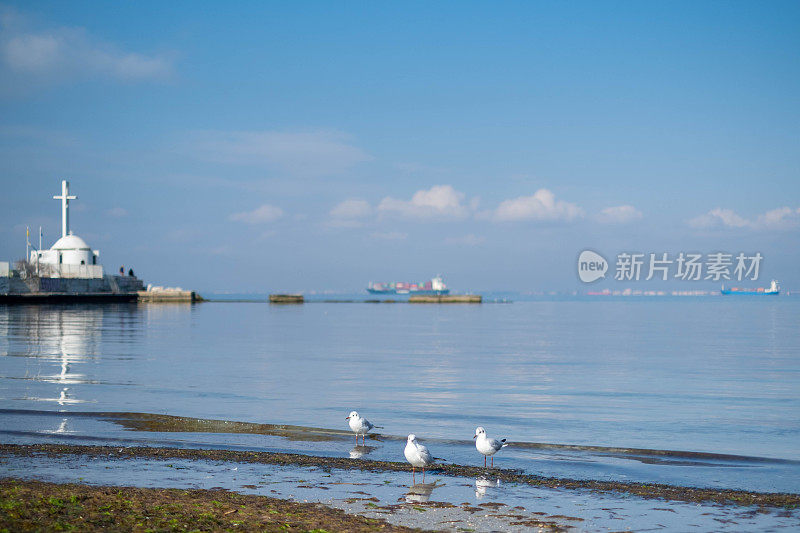 海鸥在海滨城市