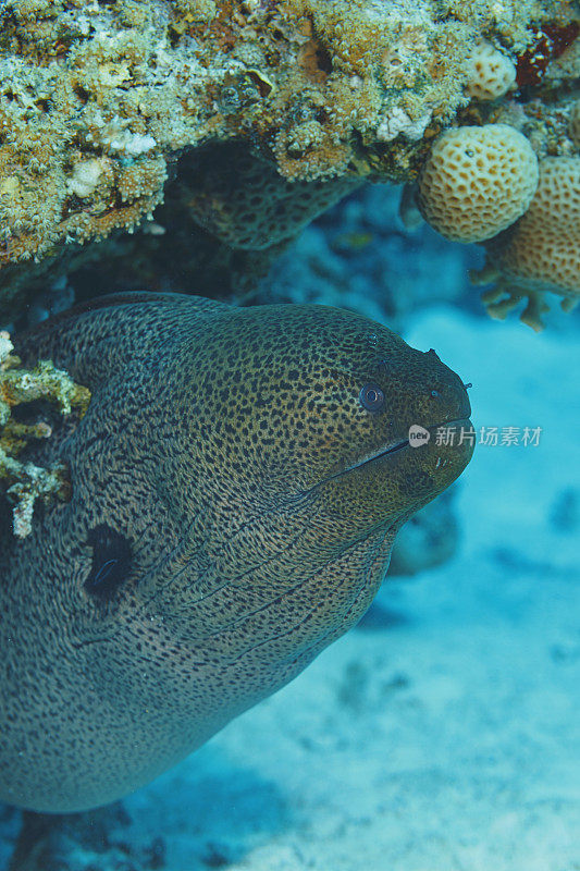 海洋生物水下珊瑚和鱼类巨型海鳗红海