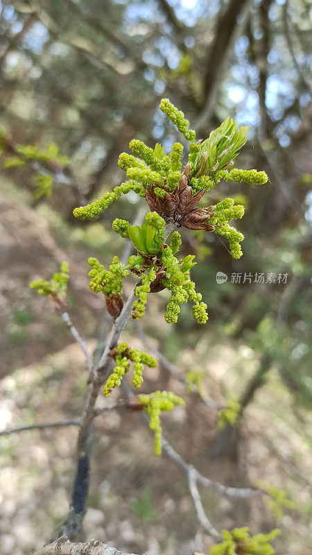 橡树柳絮，在春天的叶子橡树树枝上的花序。春天自然的觉醒