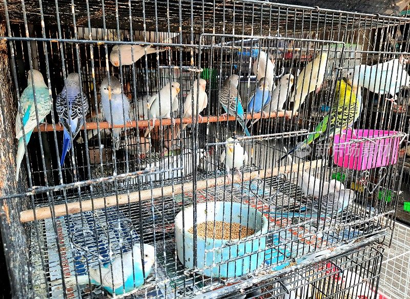 卖宠物鸟-曼谷宠物市场。