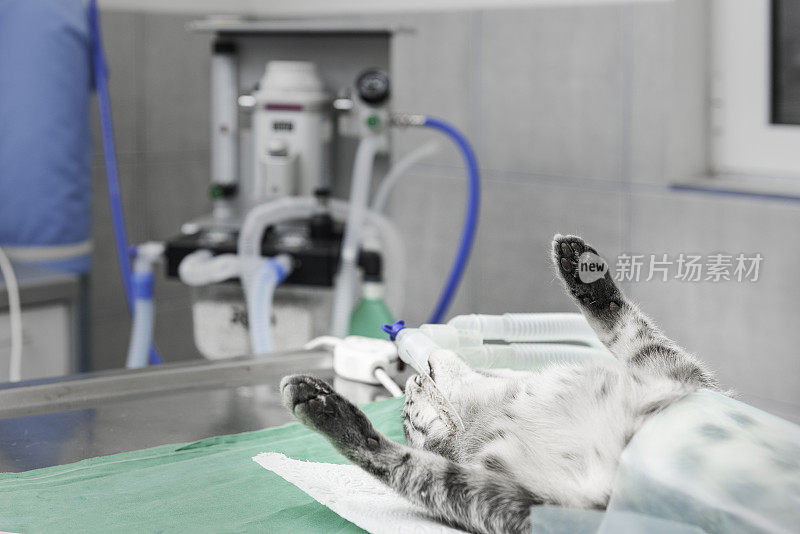兽医诊所的兽医检查和猫狗检查操作