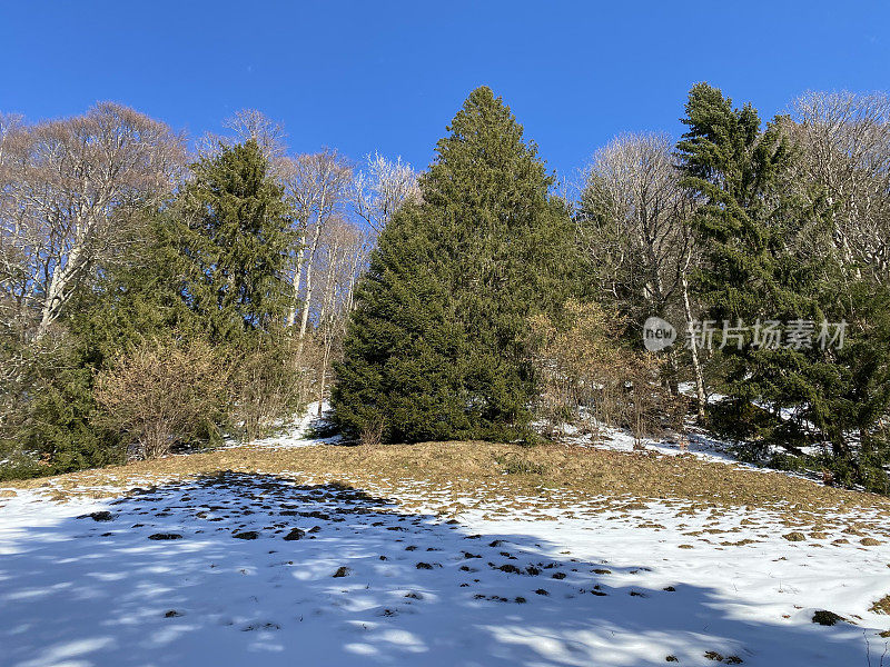 在雪后的典型冬季气氛中，在Obertoggenburg高山山谷和瑞士阿尔卑斯山脉上，风景如画的高山树木树冠-瑞士(瑞士)Unterwasser