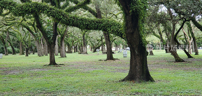 佛罗里达州格林诺兹州立公园北迈阿密海滩上的橡树