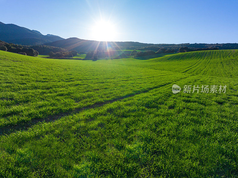 麦田草地上的夕阳，是春天新种植的