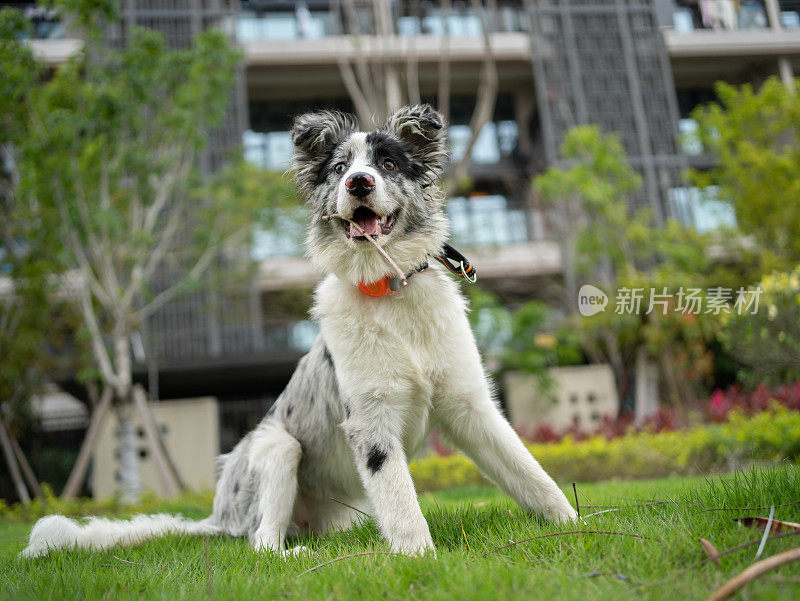 四条腿的守护者:草地上的牧羊犬