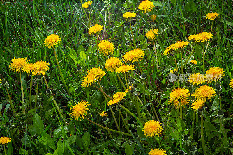 春天公园里盛开的黄色蒲公英。背景是一片绿色的草地。放字幕的地方。草药和食品配料