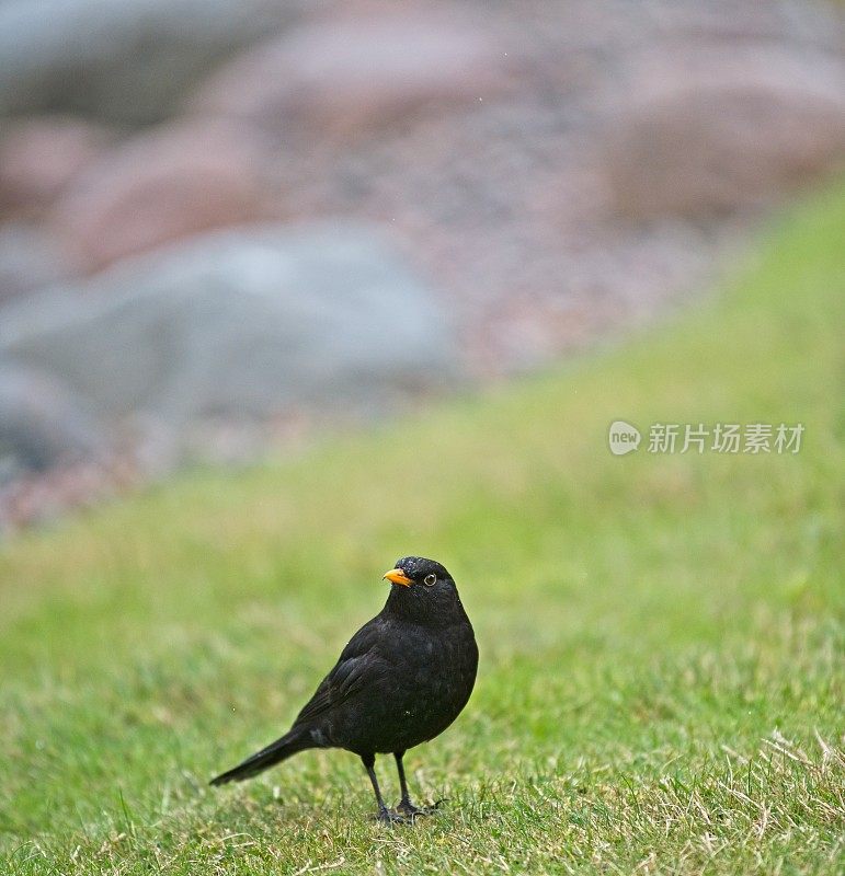 常见的黑鸟