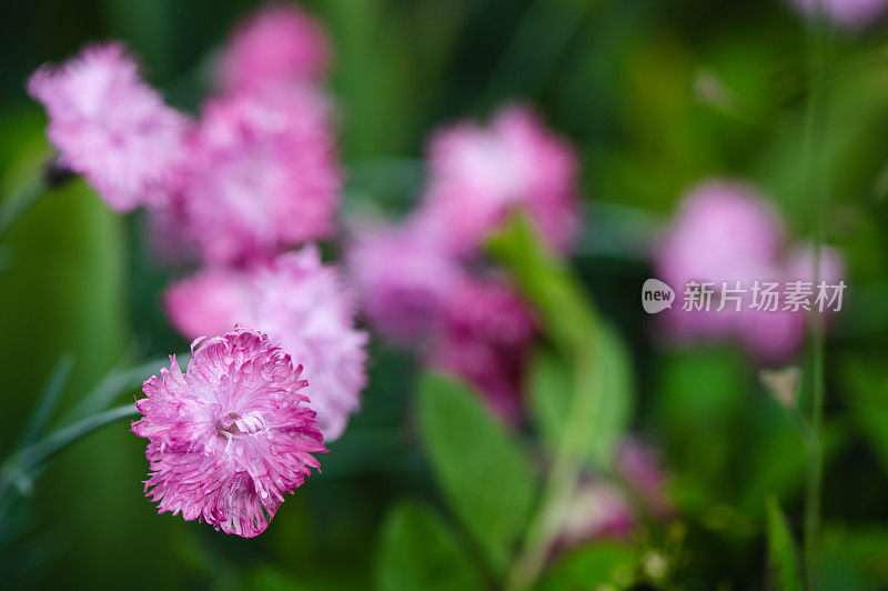 花上的水滴