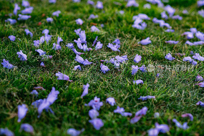 紫色的花洒在草地上