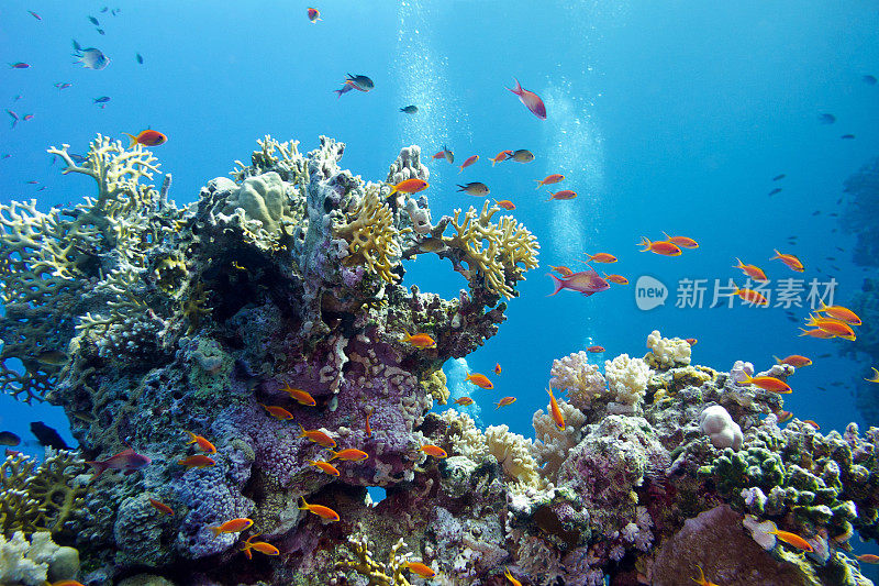 热带海底的珊瑚礁