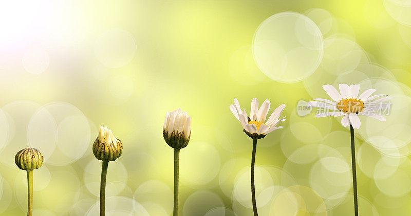 雏菊在绿色的自然背景下，生长的各个阶段