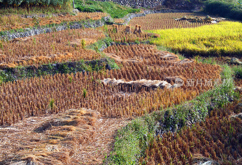 中国福建省收获后的稻田