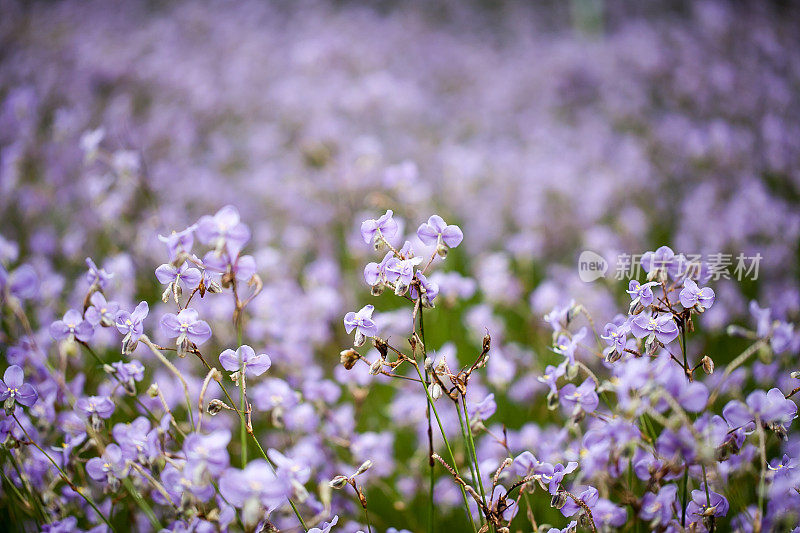 紫色的花田(大牡丹)，柔和的焦点