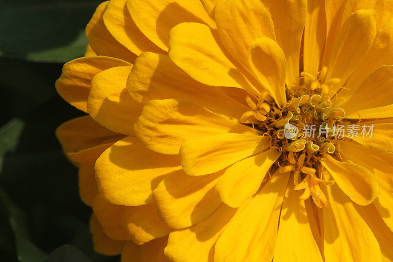 鲜艳美丽的黄色菊花