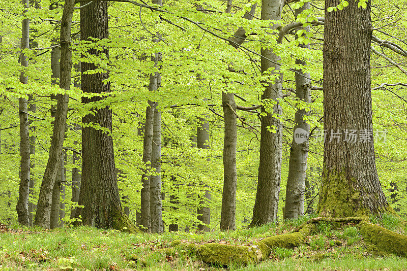 春天山毛榉和橡树的天然林