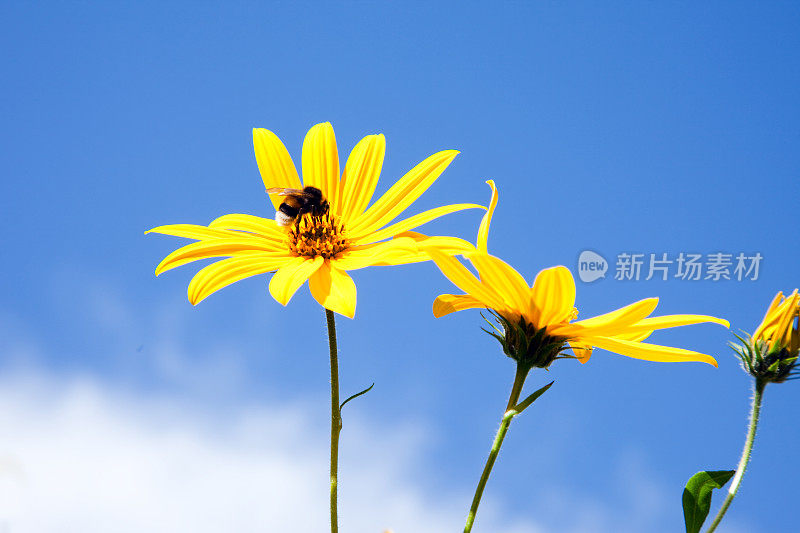 大黄蜂在花。