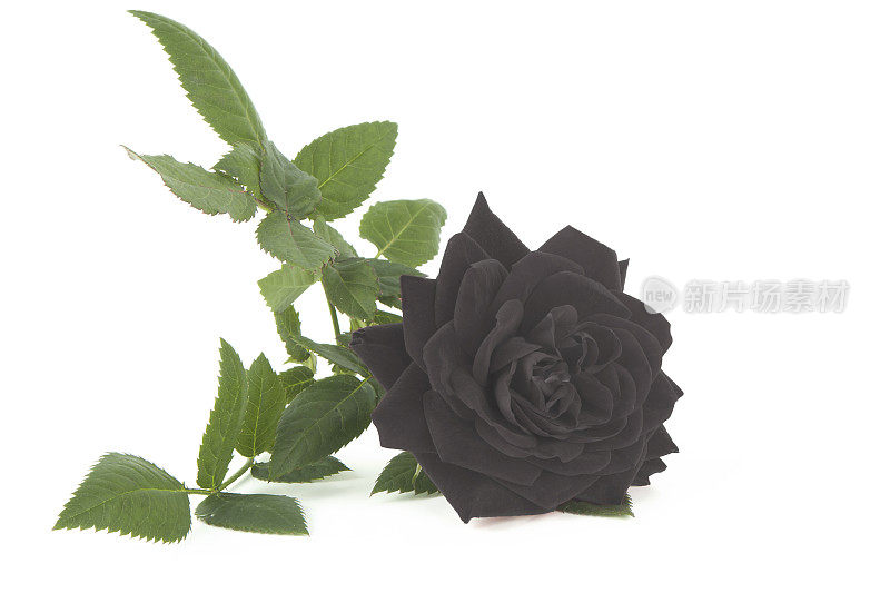 土耳其黑玫瑰