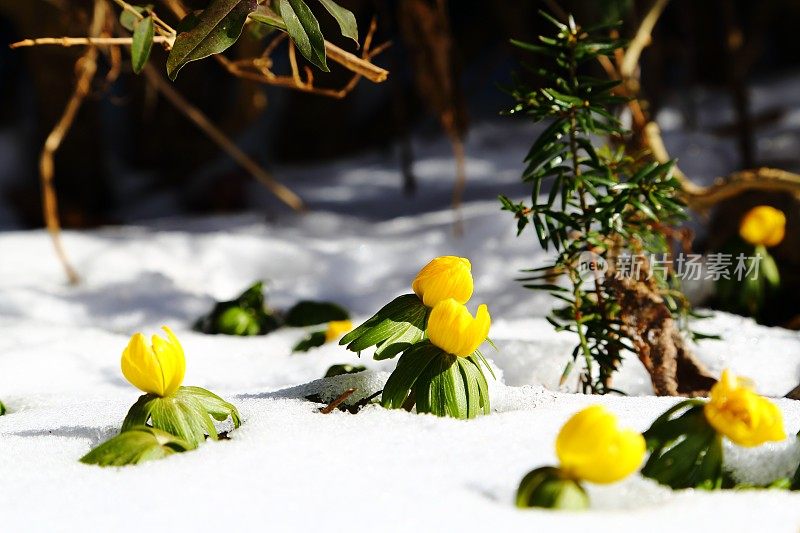 毛茛早春在雪中开花