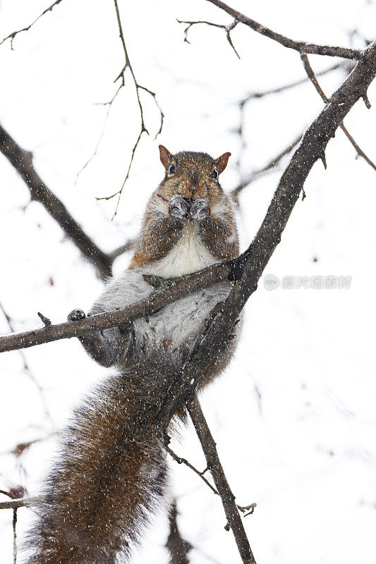 松鼠爬到树枝上吃冬天的雪