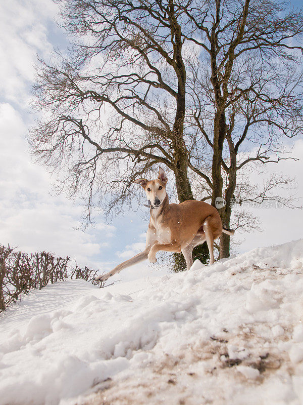 雪地里的Lurcher