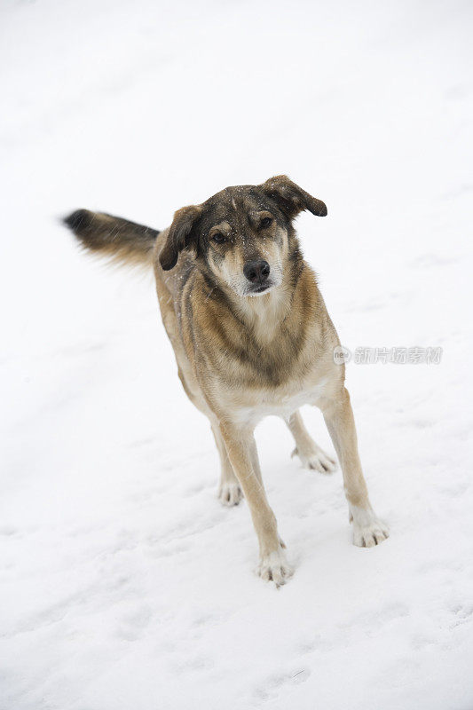 雪中的狗