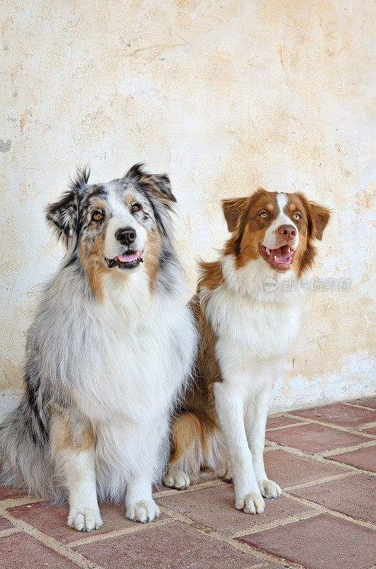 一对美丽的澳大利亚牧羊犬