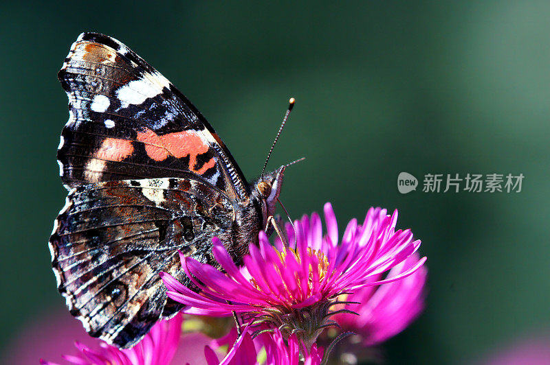 凡妮莎·亚特兰大在米迦勒节雏菊上