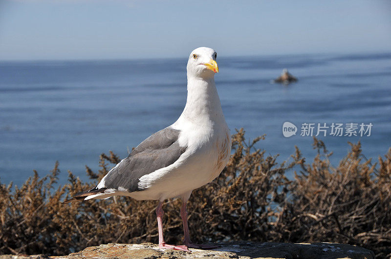 海鸥