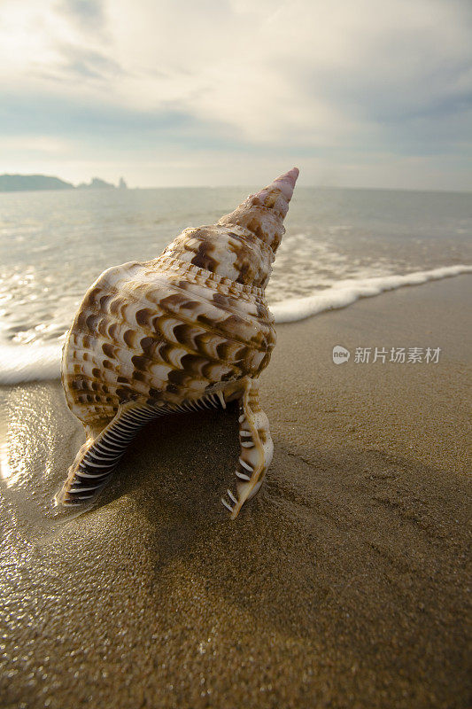 爱度假海滩上的海螺壳