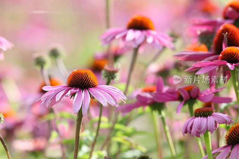 盛开的紫色松果花紫锥菊