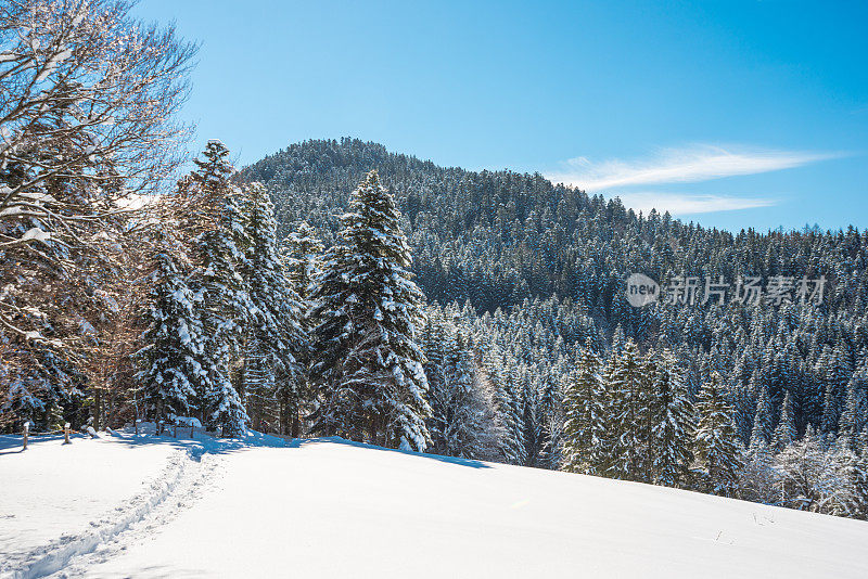 冬季景观与雪和树