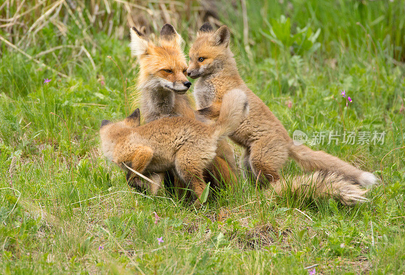 红狐狸家庭-黄石国家公园