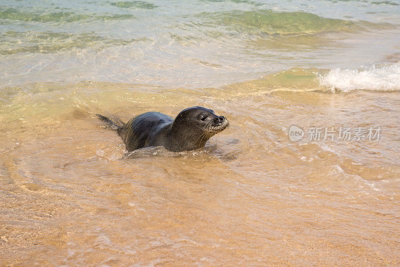 夏威夷僧海豹