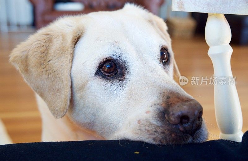 饥饿的拉布拉多犬头靠腿休息，想要食物