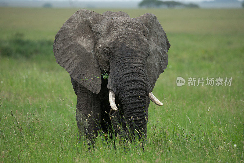 非洲象正在塞伦盖蒂草原上吃草
